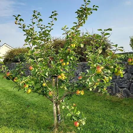 Nocleg ze śniadaniem Tullaleagan