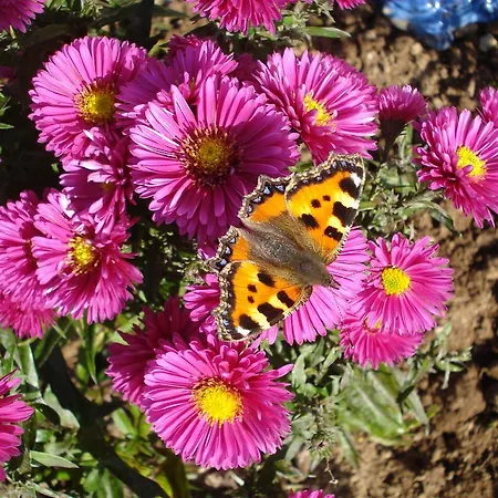 Bed and Breakfast Tullaleagan