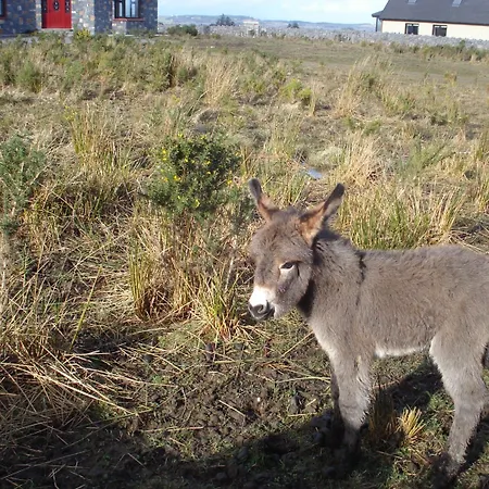 Bed and Breakfast Tullaleagan Oughterard