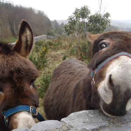 Bed and Breakfast Tullaleagan