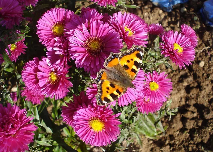 Bed & Breakfast Tullaleagan